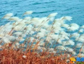 蒹葭苍苍，白露为霜