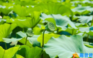 糁径杨花铺白毡，点溪荷叶叠青钱