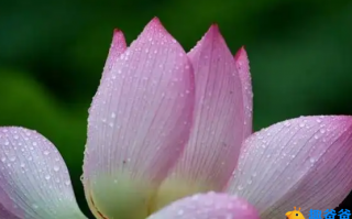 藕花珠缀，犹似汗凝妆