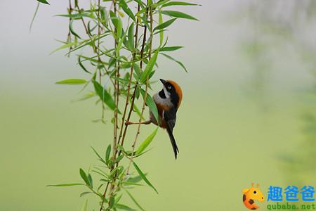 不知细叶谁裁出，二月春风似剪刀。