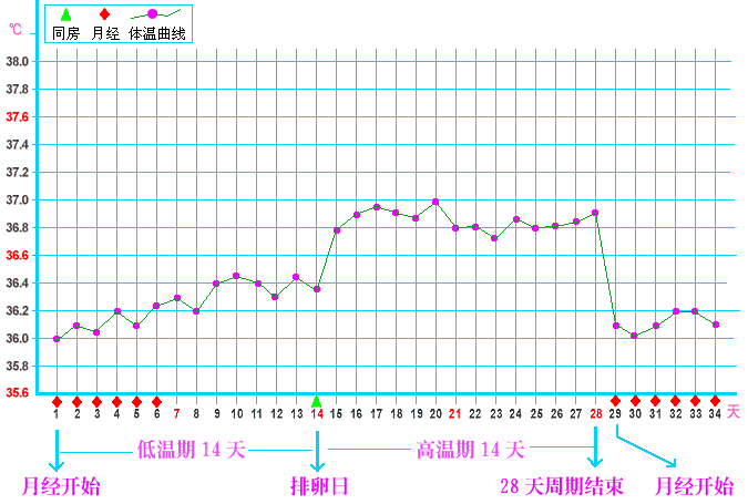 基础体温曲线图_育儿亲子实用工具库