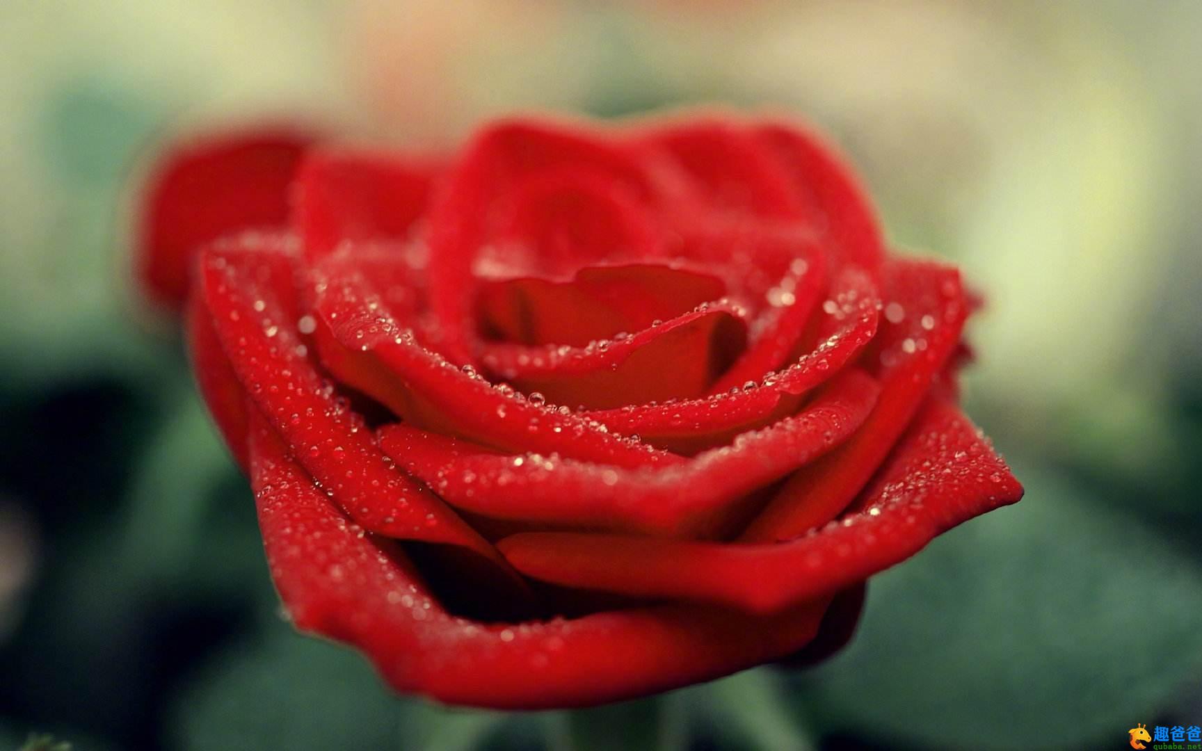 世界上最美丽的一朵玫瑰花