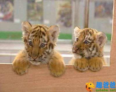 两只小老虎